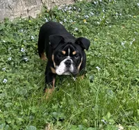 Blaze, a male English Bulldog for sale in Cleveland, TN – Photo 2 of 3