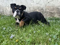 Blaze, a male English Bulldog for sale in Cleveland, TN – Photo 3 of 3