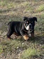 Blaze, a male English Bulldog for sale in Cleveland, TN – Photo 2 of 5