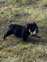 Blaze, a male English Bulldog for sale in Cleveland, TN – Photo 4 of 5