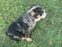 AKC Shiloh , a female English Bulldog for sale in Cleveland, TN – 4 of 10
