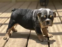 AKC Pebbles , a female English Bulldog for sale in Cleveland, TN – 4 of 10