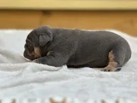 Layla, a female English Bulldog for sale in Cleveland, TN – 2 of 4