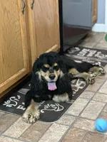 Whiskey , a male Cocker Spaniel for sale in Cleveland, TN – 5 of 6