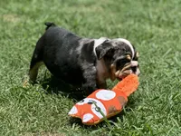 AKC Pebbles , a female English Bulldog for sale in Cleveland, TN – 2 of 10