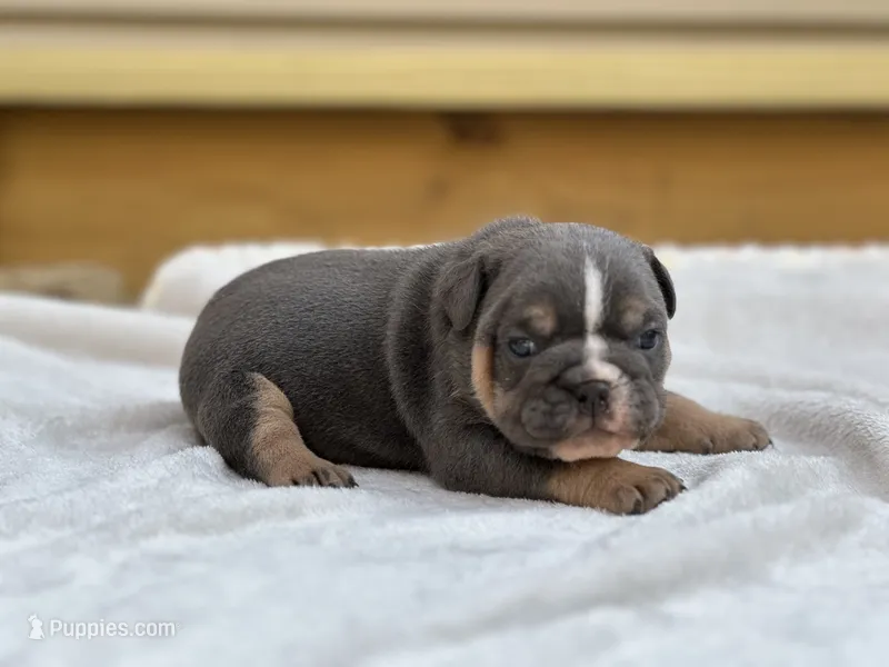 Layla – English Bulldog puppy for sale in Cleveland, TN
