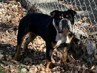 OoRah, a male English Bulldog for sale in Cleveland, TN – Photo 2 of 4