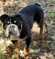 OoRah, a male English Bulldog for sale in Cleveland, TN – Photo 3 of 4