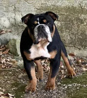 OoRah, a male English Bulldog for sale in Cleveland, TN – Photo 1 of 4