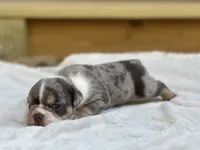 Bam Bam, a male English Bulldog for sale in Cleveland, TN – 2 of 4