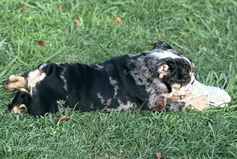 AKC Shiloh  – English Bulldog puppy for sale in Cleveland, TN