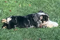 AKC Shiloh , a female English Bulldog for sale in Cleveland, TN – 2 of 10