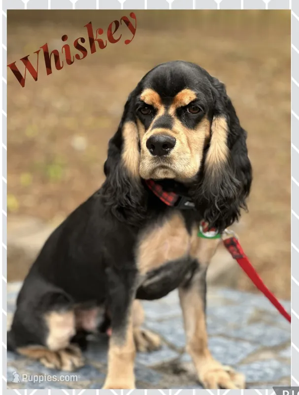 Whiskey  – Cocker Spaniel puppy for sale in Cleveland, TN