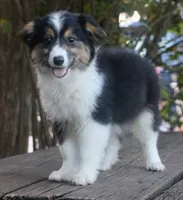 Glory - Toy Auggie, a female Pembroke Welsh Corgi and Toy Australian Shepherd for sale in Harper, TX – 4 of 8