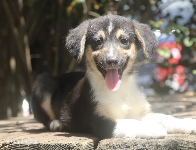 Valor - Black Tri Toy Auggie – Pembroke Welsh Corgi, Toy Australian Shepherd puppy for sale in Harper, TX