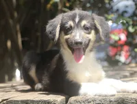 Valor - Black Tri Toy Auggie, a male Pembroke Welsh Corgi and Toy Australian Shepherd for sale in Harper, TX – 1 of 4