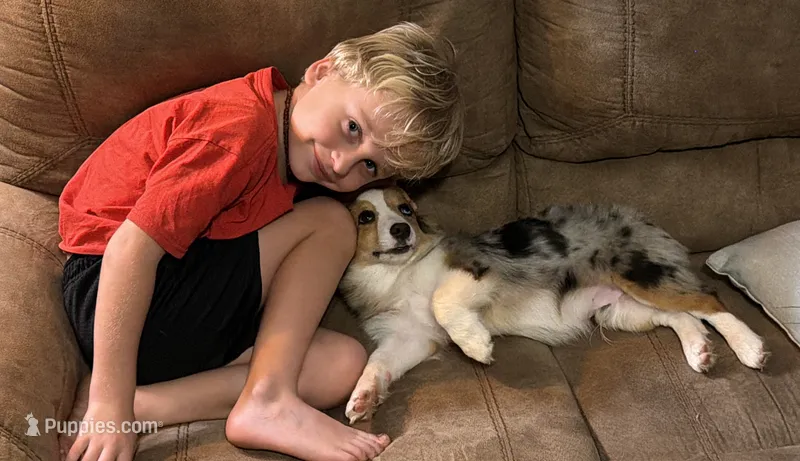 Lovey Dovey - Blue Merle Toy Auggie  – Pembroke Welsh Corgi, Toy Australian Shepherd puppy for sale in Harper, TX