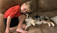 Lovey Dovey - Blue Merle Toy Auggie , a male Pembroke Welsh Corgi and Toy Australian Shepherd for sale in Harper, TX – 2 of 6