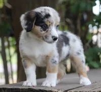 DAISY - Toy Auggie Female, a female Pembroke Welsh Corgi and Toy Australian Shepherd for sale in Harper, TX – 2 of 10