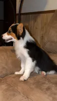 Sam - Fluffy Toy Auggie, a male Pembroke Welsh Corgi and Toy Australian Shepherd for sale in Harper, TX – 2 of 2