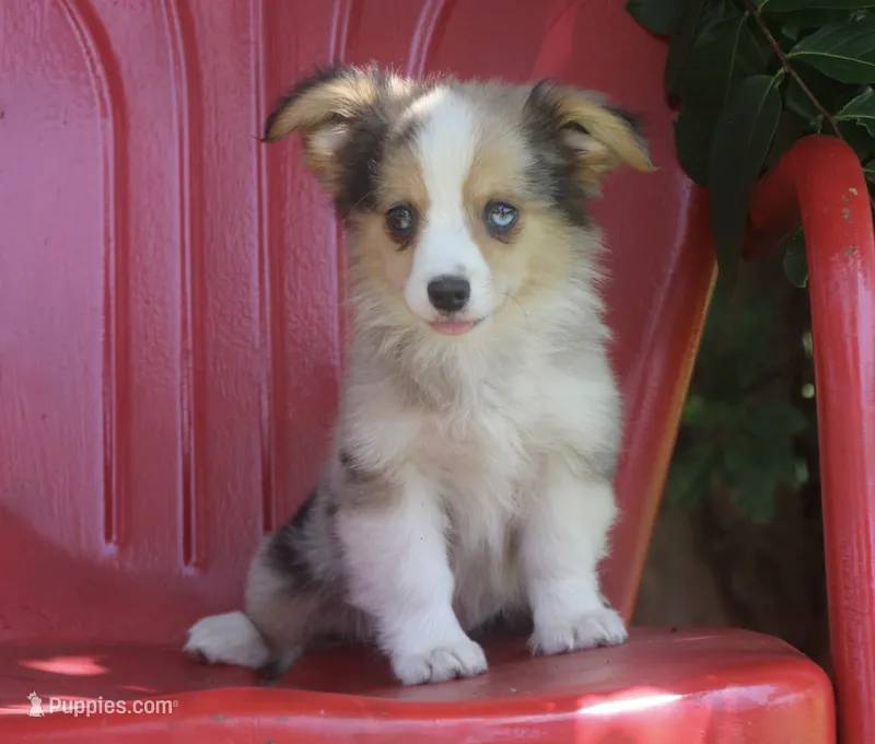 America - Merle Fluffy Toy Auggie – Pembroke Welsh Corgi, Toy Australian Shepherd puppy for sale in Harper, TX