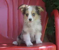 America - Merle Fluffy Toy Auggie, a male Pembroke Welsh Corgi and Toy Australian Shepherd for sale in Harper, TX – 1 of 4