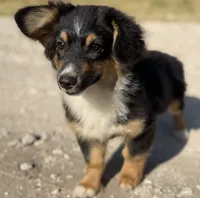 Banner - Black Tri Toy Auggie, a male Pembroke Welsh Corgi and Toy Australian Shepherd for sale in Harper, TX – 5 of 7