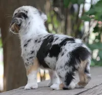 DAISY - Toy Auggie Female, a female Pembroke Welsh Corgi and Toy Australian Shepherd for sale in Harper, TX – 10 of 10