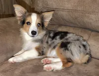 Lovey Dovey - Blue Merle Toy Auggie , a male Pembroke Welsh Corgi and Toy Australian Shepherd for sale in Harper, TX – 5 of 6