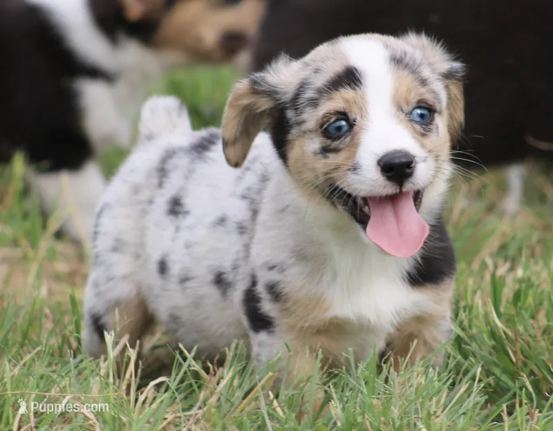 JELLYBEAN - Blue Merle Toy Auggie – Pembroke Welsh Corgi, Toy Australian Shepherd puppy for sale in Harper, TX