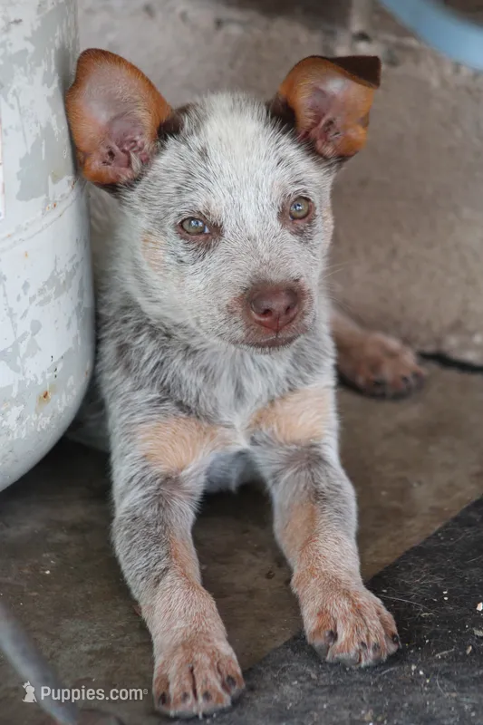True Chocolate Heeler – Australian Cattle Dog puppy for sale in Harper, TX