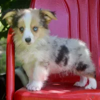 America - Merle Fluffy Toy Auggie, a male Pembroke Welsh Corgi and Toy Australian Shepherd for sale in Harper, TX – 3 of 4