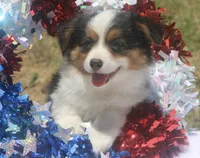 Honor - Toy Auggie, a male Pembroke Welsh Corgi and Toy Australian Shepherd for sale in Harper, TX – 1 of 4