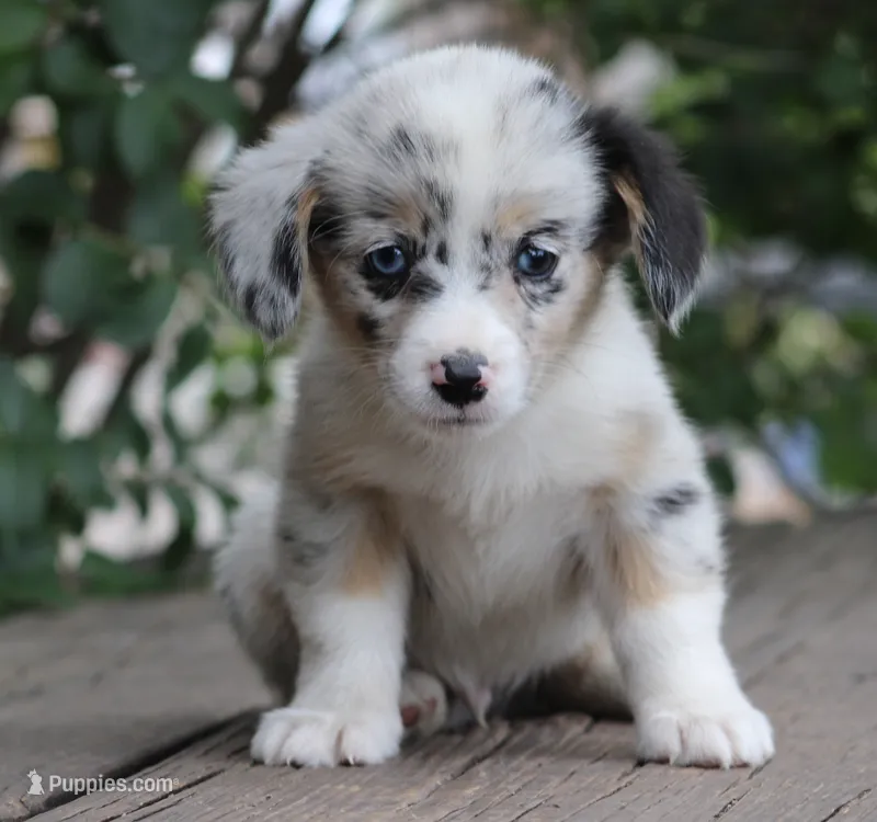 PETER - Blue Merle Toy Auggie – Pembroke Welsh Corgi, Toy Australian Shepherd puppy for sale in Harper, TX