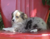 America - Merle Fluffy Toy Auggie, a male Pembroke Welsh Corgi and Toy Australian Shepherd for sale in Harper, TX – 2 of 4