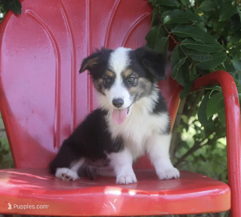 Honor - Toy Auggie – Pembroke Welsh Corgi, Toy Australian Shepherd puppy for sale in Harper, TX