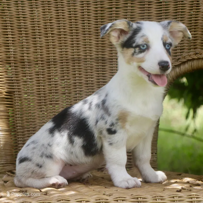 Liberty - Blue Merle Toy Auggie – Pembroke Welsh Corgi, Toy Australian Shepherd puppy for sale in Harper, TX