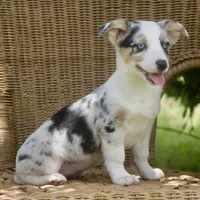 Liberty - Blue Merle Toy Auggie, a female Pembroke Welsh Corgi and Toy Australian Shepherd for sale in Harper, TX – 5 of 5