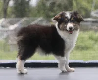 Glory , a female Pembroke Welsh Corgi and Toy Australian Shepherd for sale in Harper, TX – 4 of 8