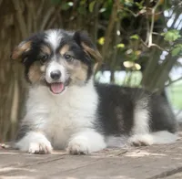 Glory , a female Pembroke Welsh Corgi and Toy Australian Shepherd for sale in Harper, TX – 8 of 8