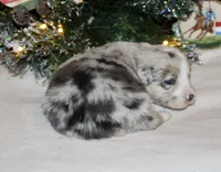 Fluffy Merle Toy Auggie, a female Pembroke Welsh Corgi and Toy Australian Shepherd for sale in Harper, TX – Photo 7 of 8