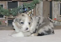 Fluffy Merle Toy Auggie, a female Pembroke Welsh Corgi and Toy Australian Shepherd for sale in Harper, TX – Photo 4 of 8