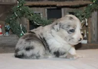 Fluffy Merle Toy Auggie, a female Pembroke Welsh Corgi and Toy Australian Shepherd for sale in Harper, TX – Photo 1 of 8