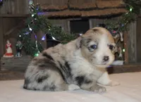 Fluffy Merle Toy Auggie, a female Pembroke Welsh Corgi and Toy Australian Shepherd for sale in Harper, TX – Photo 5 of 8