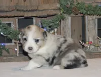 Fluffy Merle Toy Auggie, a female Pembroke Welsh Corgi and Toy Australian Shepherd for sale in Harper, TX – Photo 2 of 8