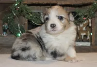 Fluffy Merle Toy Auggie, a female Pembroke Welsh Corgi and Toy Australian Shepherd for sale in Harper, TX – Photo 6 of 8