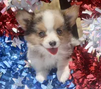 America - Merle Toy Auggie, a female Pembroke Welsh Corgi and Toy Australian Shepherd for sale in Harper, TX – 9 of 10