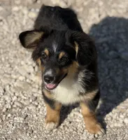 Banner - Black Tri Toy Auggie, a male Pembroke Welsh Corgi and Toy Australian Shepherd for sale in Harper, TX – 3 of 7