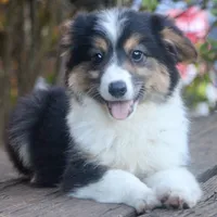Glory , a female Pembroke Welsh Corgi and Toy Australian Shepherd for sale in Harper, TX – 1 of 8