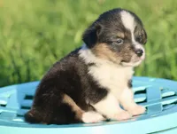 PIP - Black Tri Toy Auggie, a male Pembroke Welsh Corgi and Toy Australian Shepherd for sale in Harper, TX – 2 of 8
